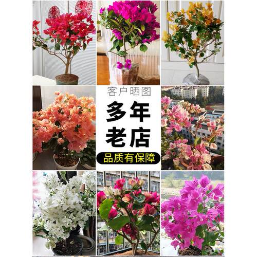 新疆包邮三角梅带花盆栽