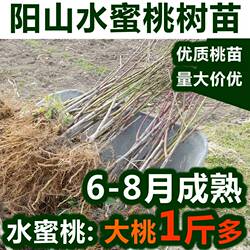 正宗无锡阳山水蜜桃苗嫁接苗桃树苗地栽盆栽南方北方种植包活