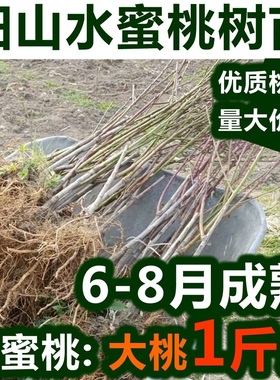正宗无锡阳山水蜜桃苗嫁接苗桃树苗地栽盆栽南方北方种植包活