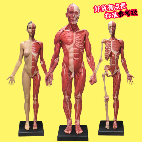 60cm绘画骷髅头骨仿真玩具石膏头像艺用人体肌肉骨骼解剖模型美术 - 封面