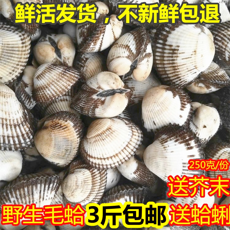 新鲜毛蛤鲜活海捕无沙蛤蜊包邮