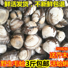 新鲜蛤蜊 现捕现发野生毛蚶血蛤鲜活小海鲜贝类水产 鲜活毛蛤蜊