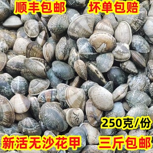 海鲜新鲜无沙花甲 鲜活花蛤蜊花蚬子杂色蛤蜊海捕贝类 连云港水产