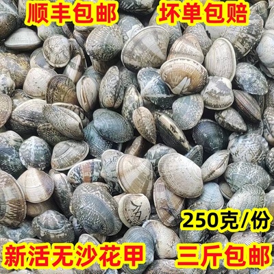 无沙花甲鲜活贝3斤包邮新鲜海捕