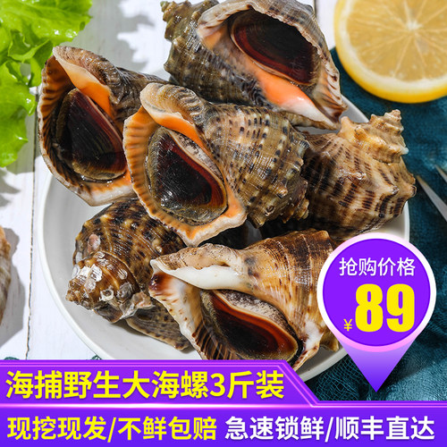 鲜活海螺新鲜海捕净重无沙包邮