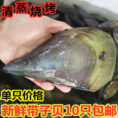 新鲜带子贝鲜活无沙烧烤10只包邮