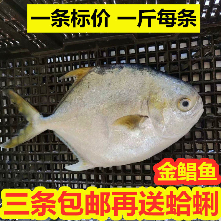 海捕大昌鱼新鲜金鲳鱼鲜活新鲜冷冻平鳊鲳鱼镜鱼深海海鱼海鲜水产