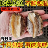 鲜活鲍鱼大个头鲍鱼海鲜水产海捕大鲍鱼新鲜鲍鱼餐饮食材10只 包邮