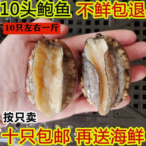 鲜活鲍鱼新鲜海捕10只包邮
