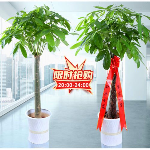 室内发财树盆栽客厅绿植辩子独干四季常青净化空气易活吸甲醛 - 封面