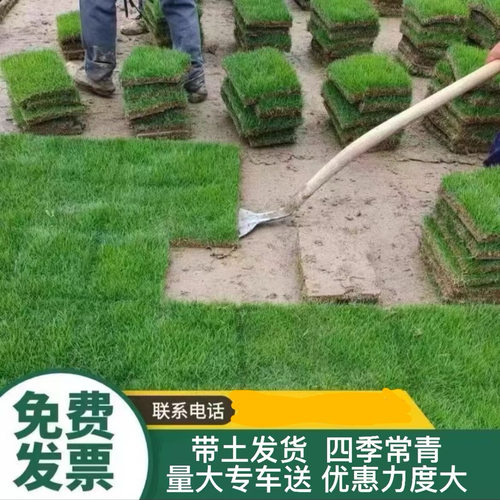 带泥土真草坪四季青庭院耐寒绿化