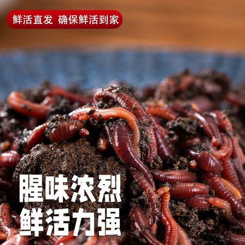牛粪鲜活蚯蚓大号鲫鱼钓鱼批发红虫野钓垂钓鱼饵散装饵料盒装活饵