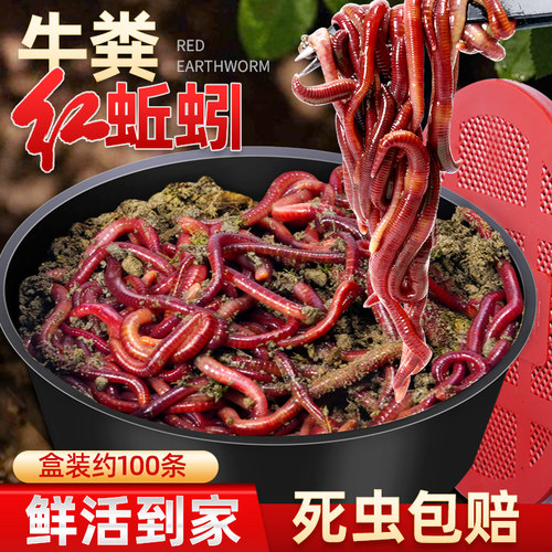 蚯蚓活饵鲜活红虫垂钓鱼饵料鲫鱼鲤鱼野钓黑坑鱼料打窝料鱼食通杀