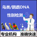 长恩鸟类性别检测鹦鹉DNA性别鉴定牡丹玄凤虎皮鸽子成鸟雏鸟检测