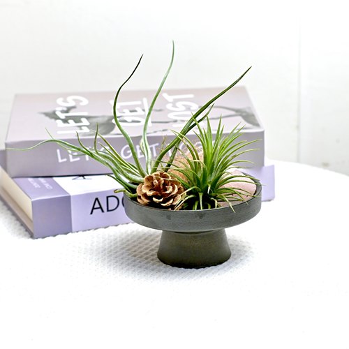 空气凤梨章鱼卷风水摆件