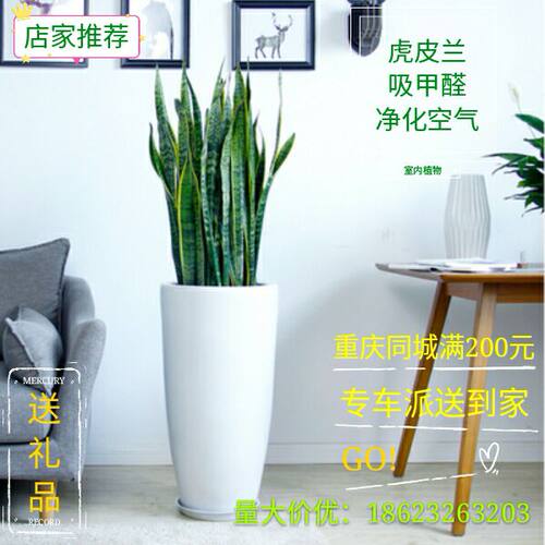 绿植虎尾兰花卉净化空气重庆盆栽