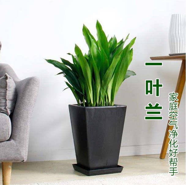 重庆花卉一叶兰室内植物盆栽四季观叶绿植喜阴盆景办公室净化空气图片