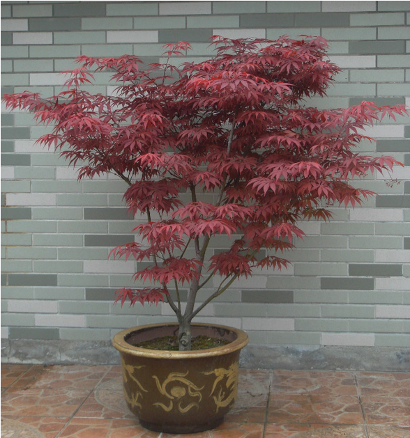 花园红杉树红枫大植物庭院楼顶阳台盆栽盆景重庆同城花卉观叶绿植