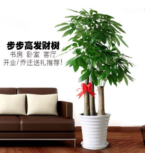 重庆花卉开业步步高发财树大植物办公室内盆栽观叶绿植盆景除甲醛