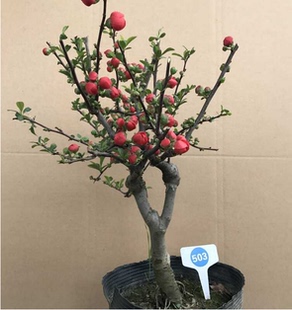 樱花海棠树植物办公室室内桌面观花盆栽花园阳台盆景绿植重庆花卉