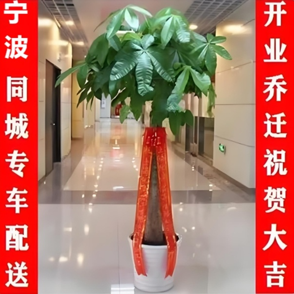 宁波同城送发财树大型盆栽招财