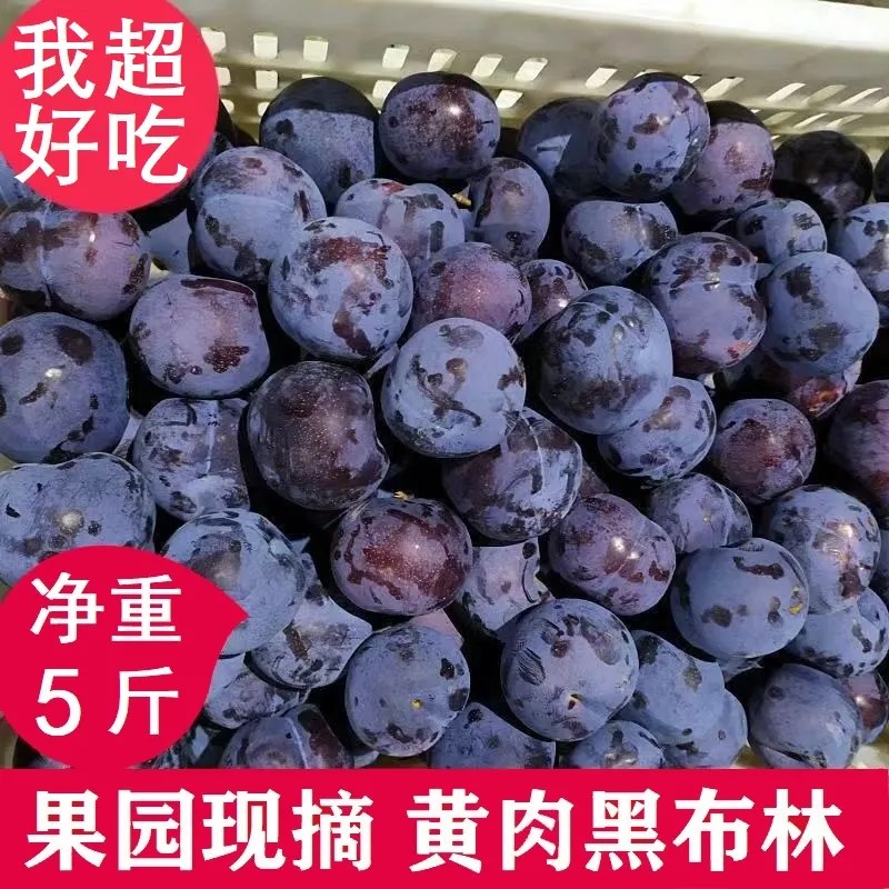 黑布林大李子现摘新鲜水果当季大果孕妇水果脆甜多汁酸甜脆李整箱