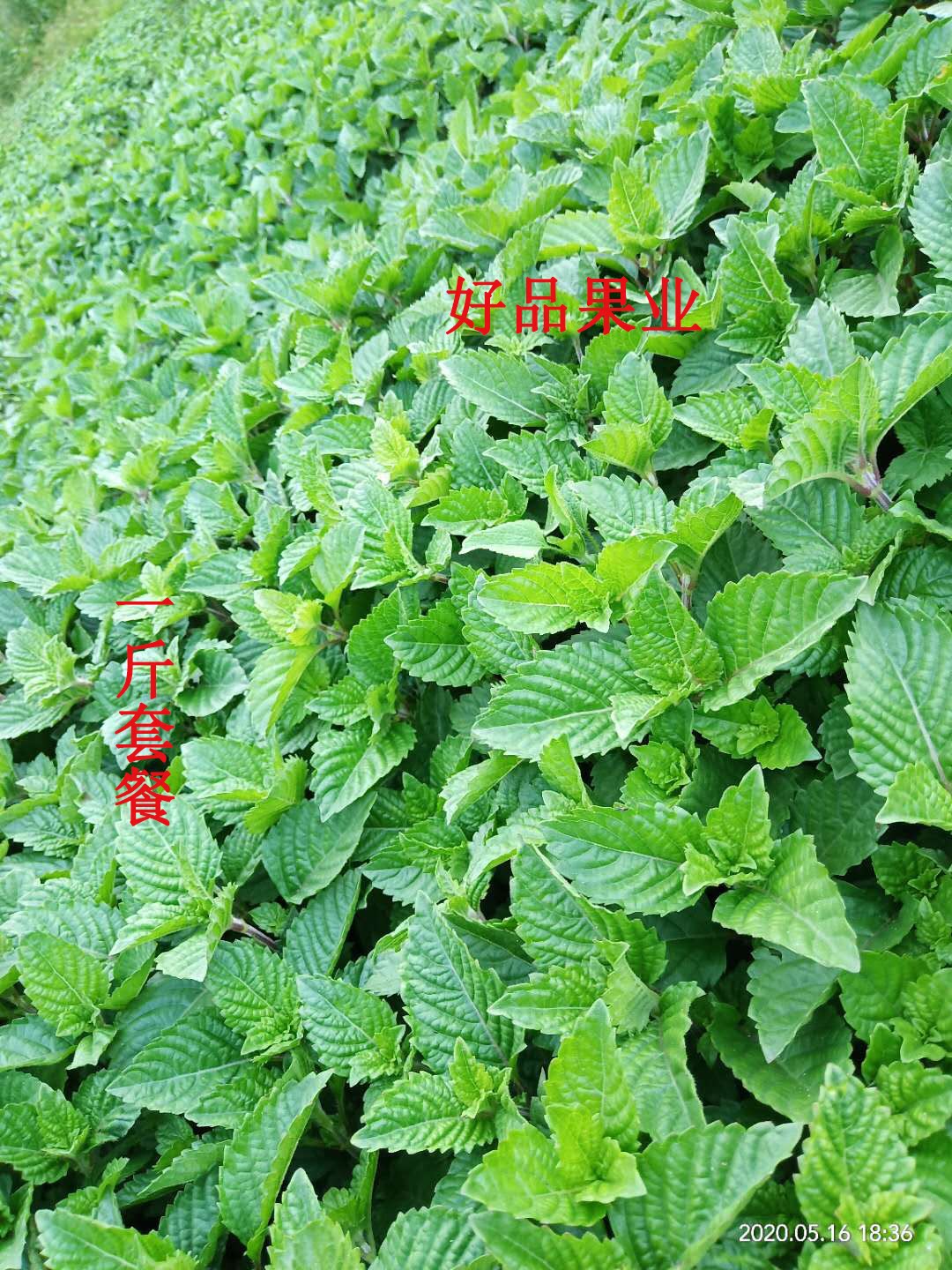 一斤套餐包邮新鲜凉粉草 绿凉粉甜品 广东凉粉草新鲜采摘包邮