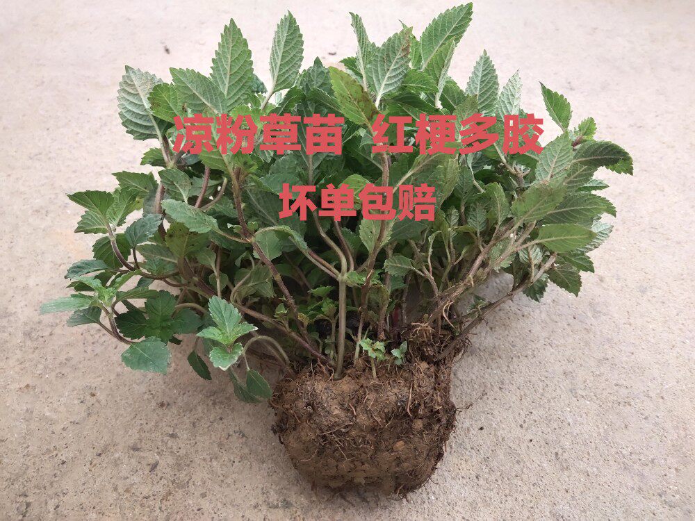 凉粉草苗 新鲜现挖凉草苗 农家种植凉粉草苗 凉粉草苗两份包邮