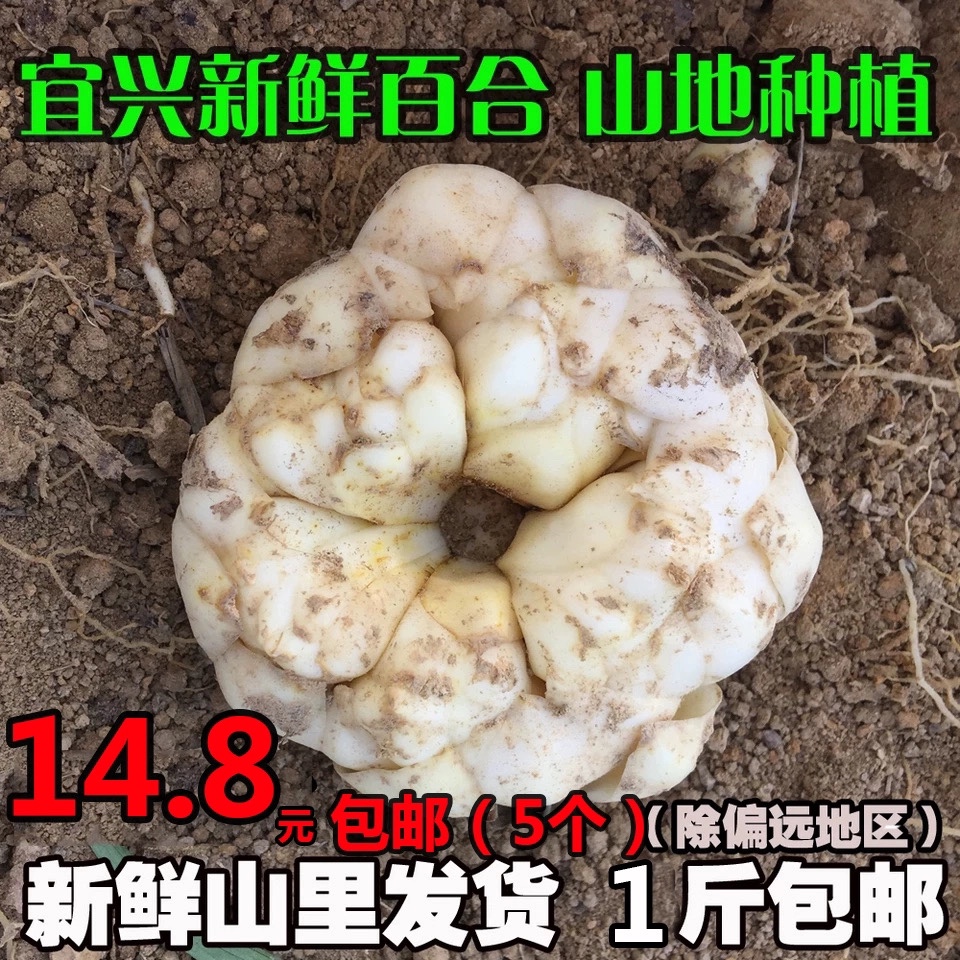 1斤包邮 正宗产地直发 2023年现挖宜兴大百合新鲜食用 水产肉类/新鲜蔬果/熟食 新鲜百合 原图主图