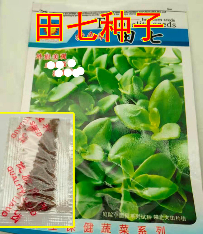 2袋 养心菜种子田七种籽孑家庭阳台庭院地栽四季种植盆栽特色蔬菜