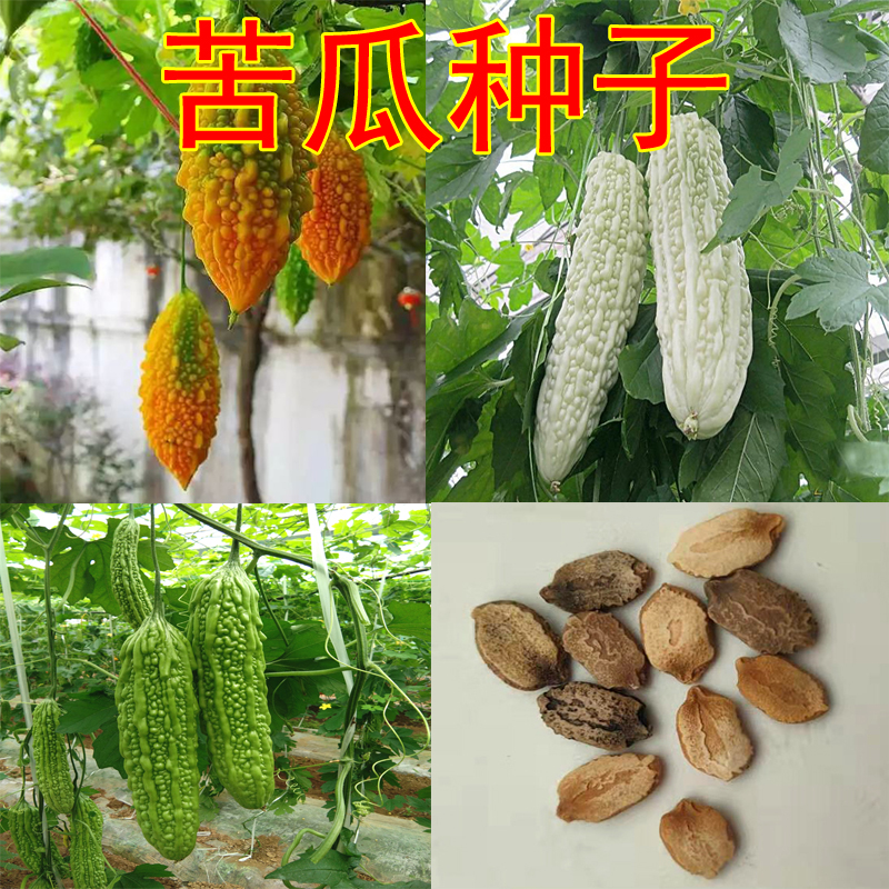 蔬菜阳台盆栽苦瓜种子