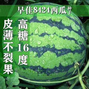5袋 冰糖早佳8424西瓜种子薄皮巨型懒汉西瓜种籽高产抗病超甜春秋