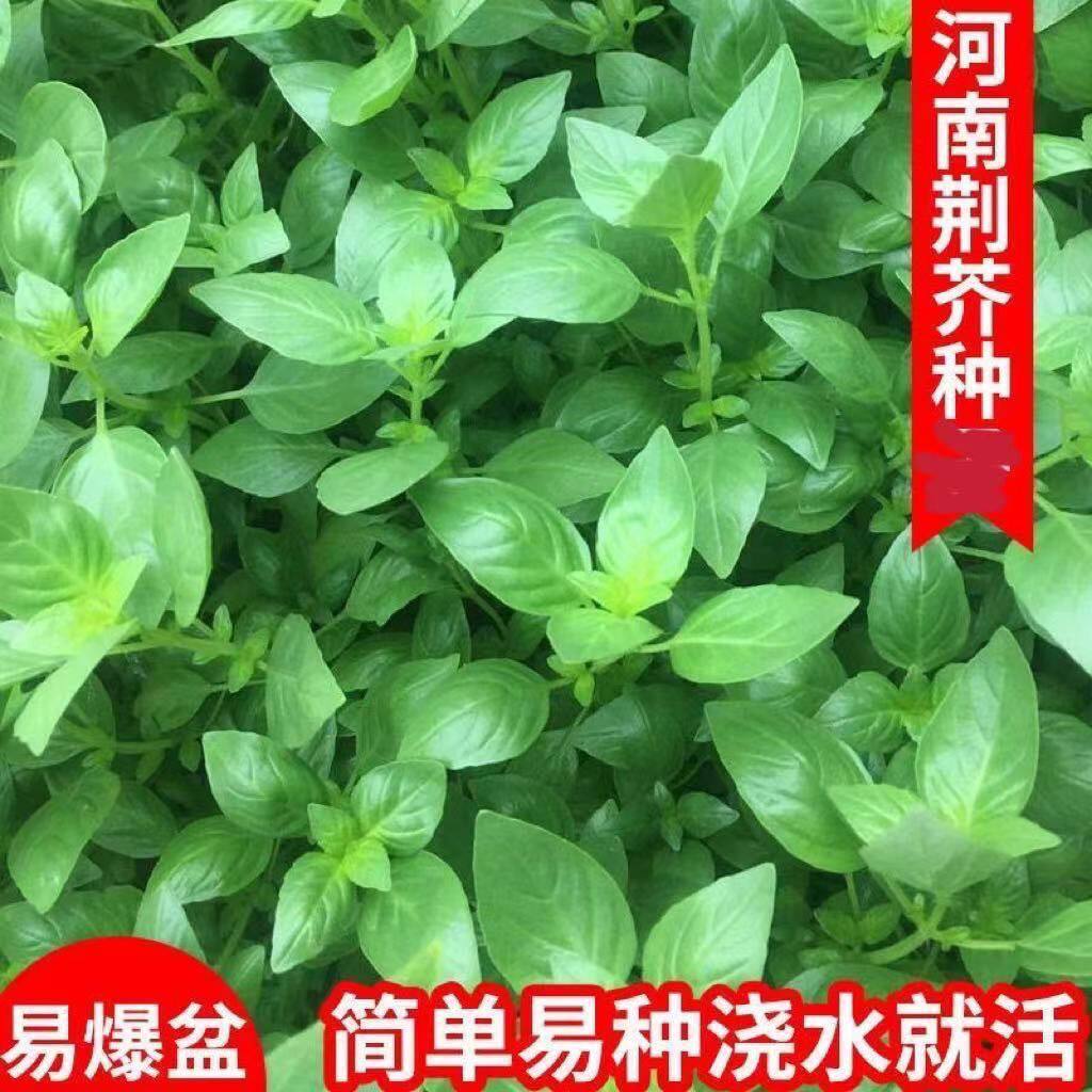 5袋 荆芥菜种籽河南大叶荆芥种家庭园艺种子