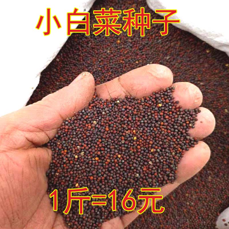 蔬菜种子冬季阳台小白菜