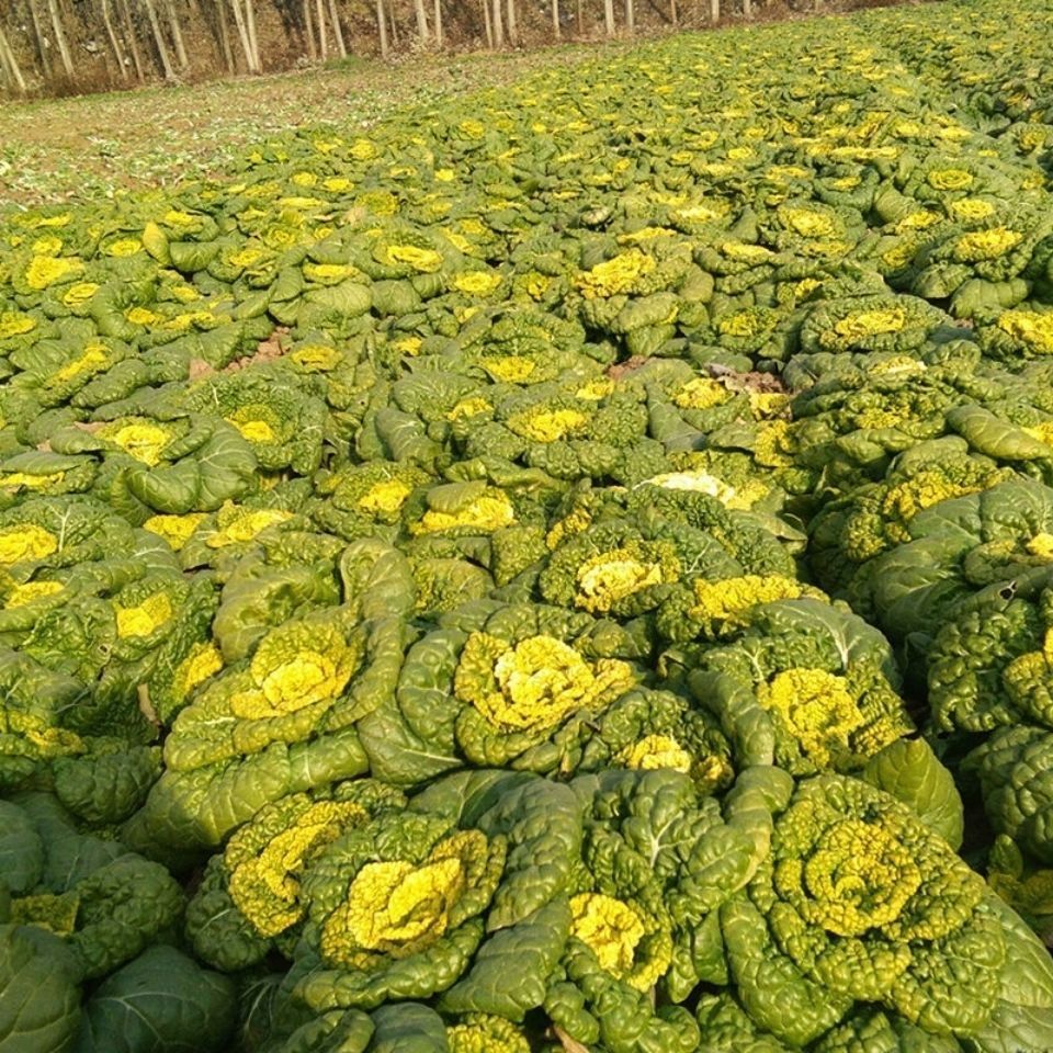 4袋 黄心菜种子黑心菜黑心乌菜耐热耐寒全年种春秋阳台蔬菜菜籽