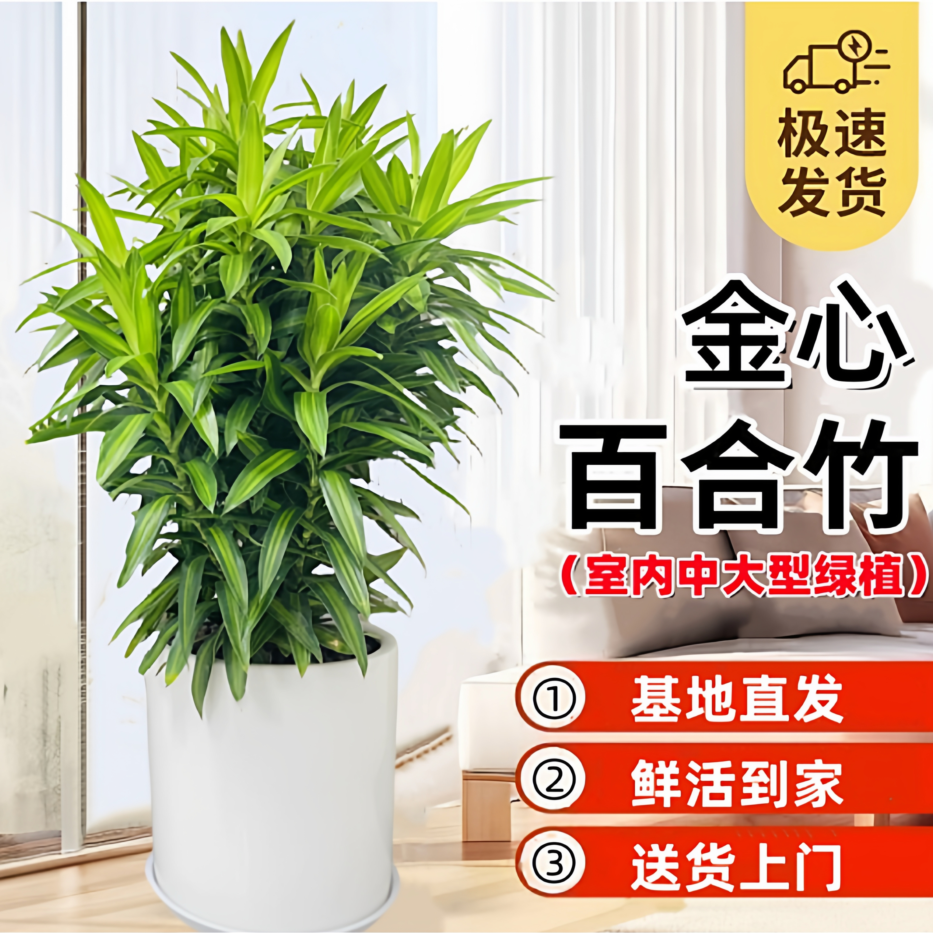 金心百合竹懒人绿植美化环境好养