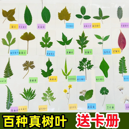 真树叶塑封干花【送卡册】手工diy压花叶子书签植物教学蕨类叶子