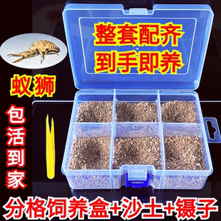 包活金沙牛蚁狮虫昆虫宠物倒退虫沙婆婆地牛土牛奇异爬宠地牯牛