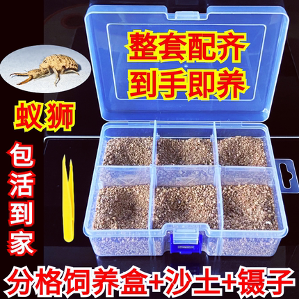 包活金沙牛蚁狮虫昆虫宠物倒退虫沙婆婆地牛土牛奇异爬宠地牯牛