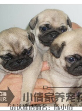 纯种活体支持支付宝巴哥幼犬