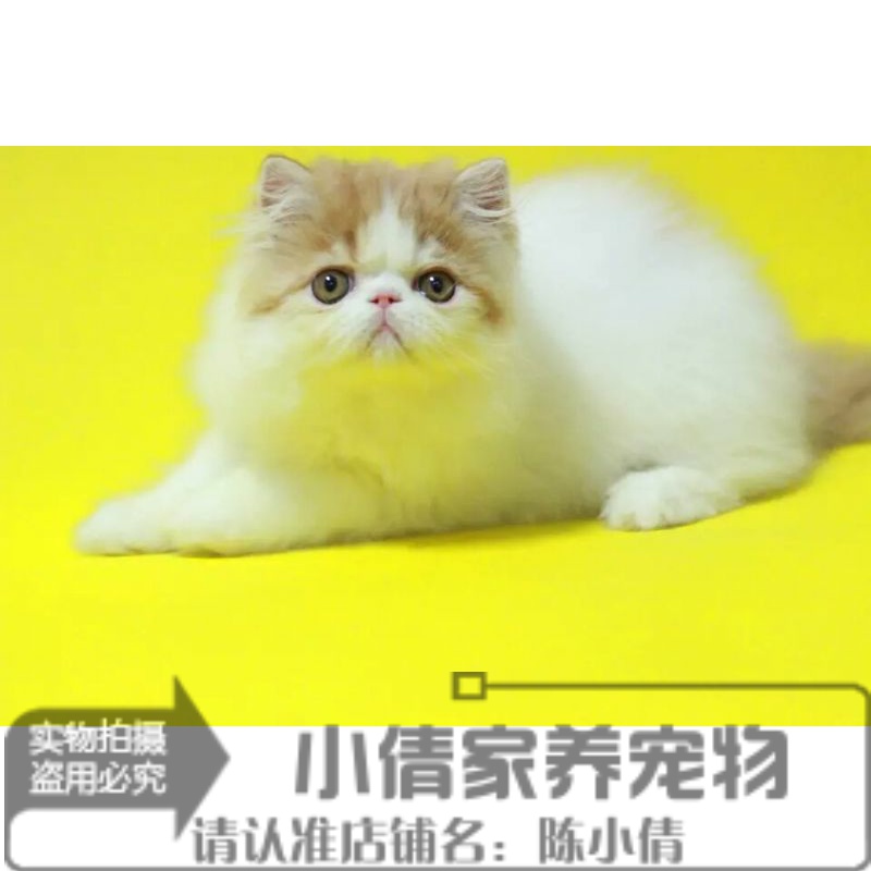 注册猫舍出售加菲猫宠物猫异国长毛猫家养纯种波斯猫幼猫活体x