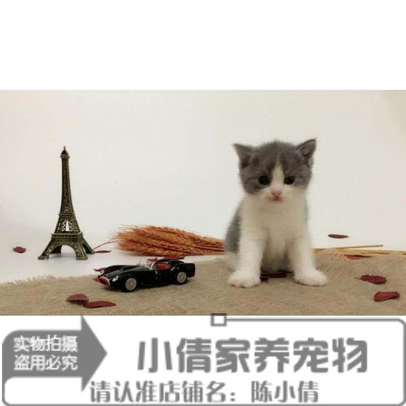 赛级家养繁殖蓝猫活体纯种幼猫宠物猫英国短毛猫蓝白英短猫幼猫x-封面