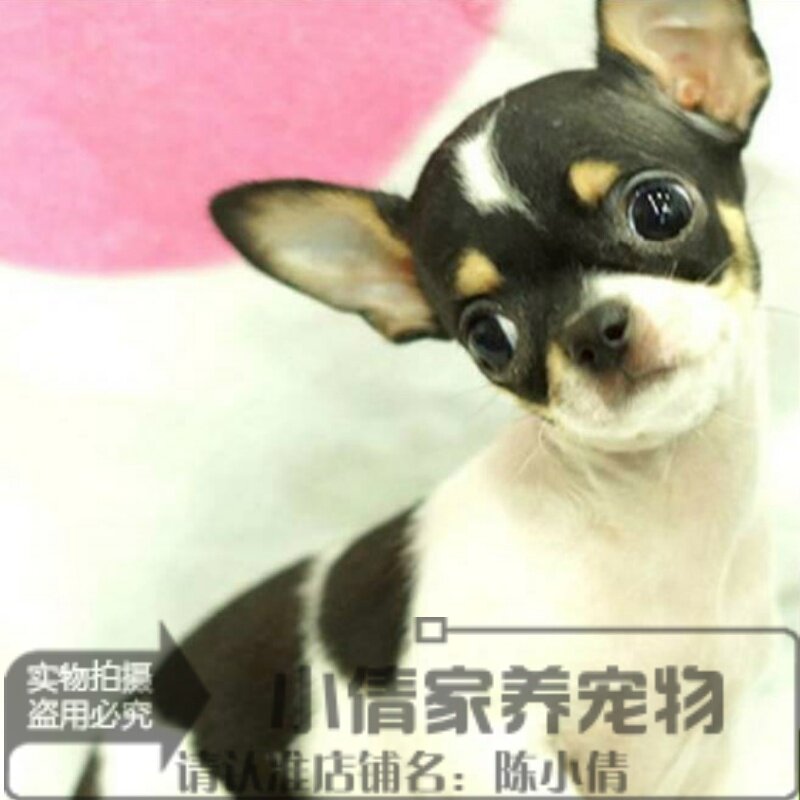 自家繁殖纯种苹果头吉娃娃犬黑白花吉娃娃幼犬活体宠物狗包健康h