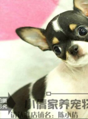 苹果纯种黑白花活体吉娃娃幼犬