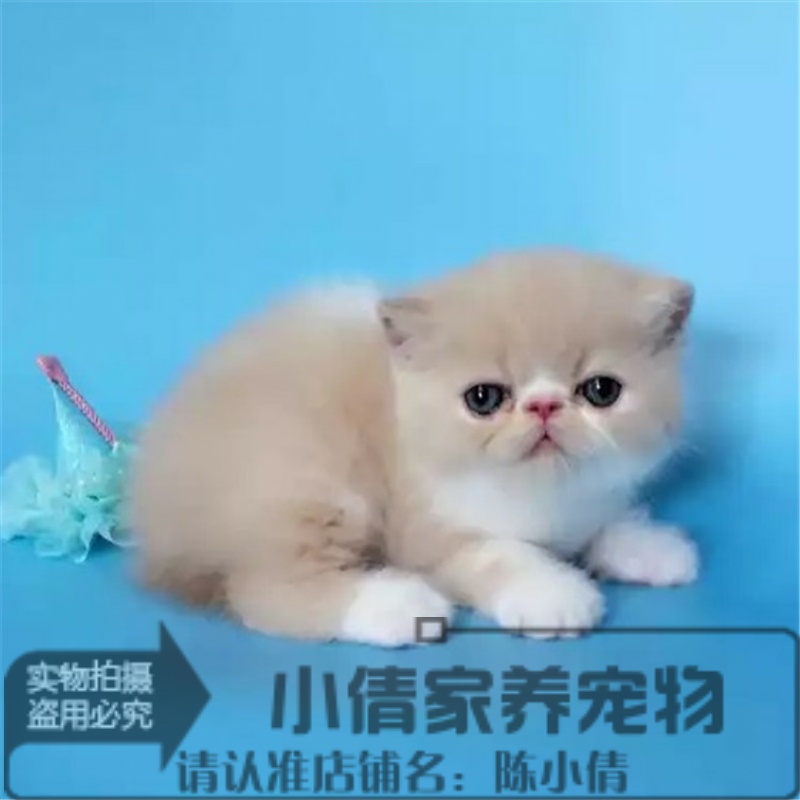 纯种宠物猫咪活体蓝猫折耳猫波斯猫加菲猫布偶猫暹罗猫幼猫q