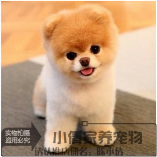 纯白色日本俊介袖珍球体博美犬