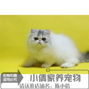 家养纯种加菲猫宠物猫咪异国短毛猫幼猫活体黑白长毛波斯猫弟弟x