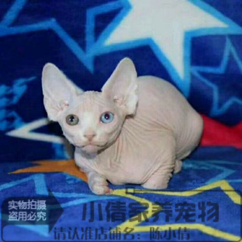 白皮CFA赛级加拿大无毛猫 鸳鸯眼幼猫活体宠物猫h