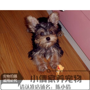 约克夏梗犬金头银背纯种幼犬出售茶杯小体活体长毛袖 珍宠物狗狗h