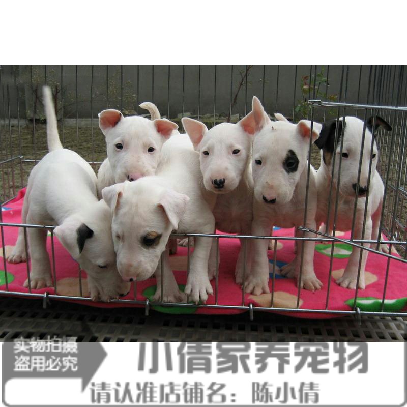 纯种牛头梗活体海盗眼小型幼犬